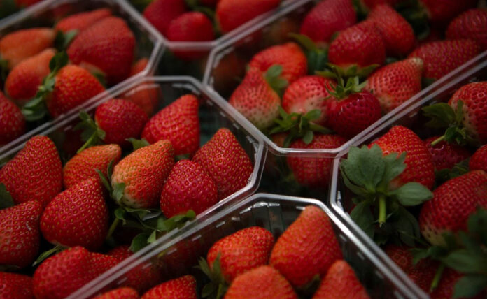 Vinculan en EEUU a hepatitis A con fresas mexicanas