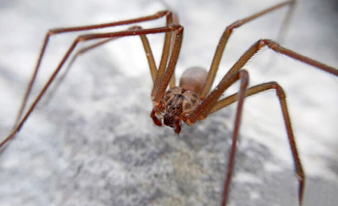 Araña violinista: ¿Qué hacer ante su mordedura?