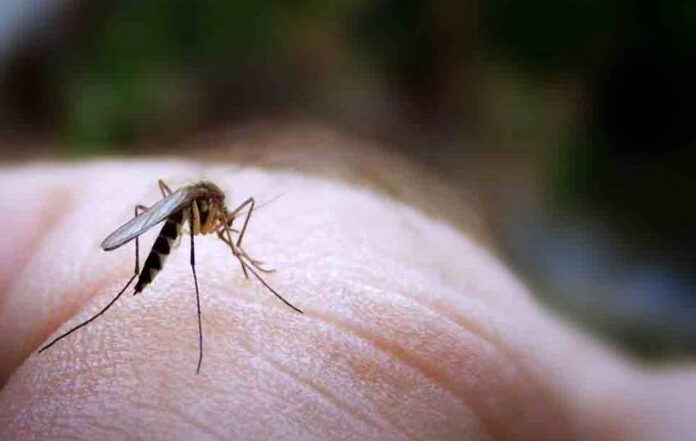 Hay dengue en República Dominicana y se viene 