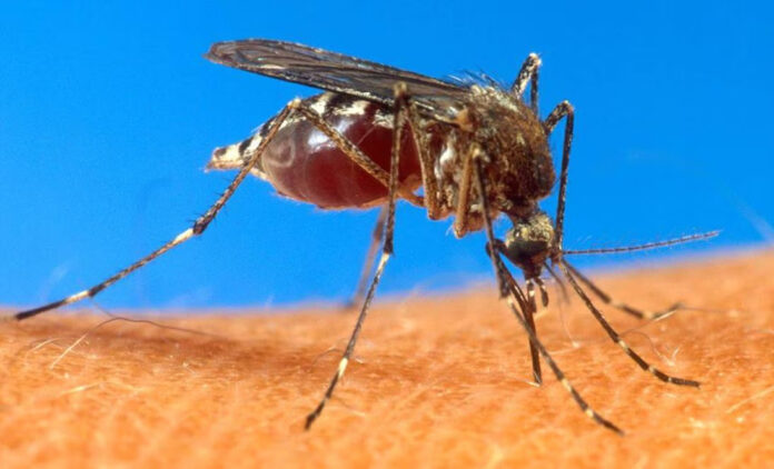 Ecuador declara alerta epidemiológica por brote de dengue