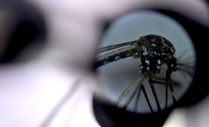 El dengue se expandirá en su totalidad en México y Brasil para 2039